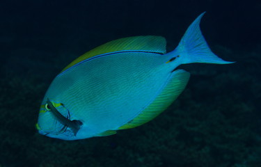 Poisson chirurgien pâle