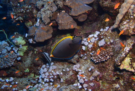 Poisson licorne &agrave; &eacute;pines oranges