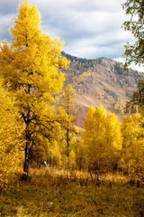 Naklejka premium Altai autumn