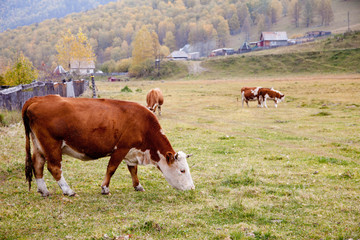 Cows graze in the autumn in Altai