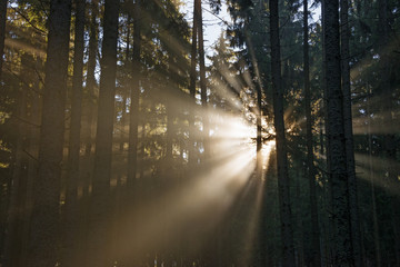 sun beams in forest