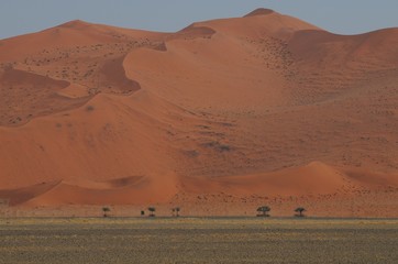 Fototapeta na wymiar Dünen der Namib (Namib-Naukluft-Park)