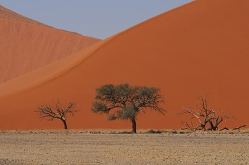 Fototapeta na wymiar Kameldornbäume vor den Dünen der Namib (Sossusvlei)