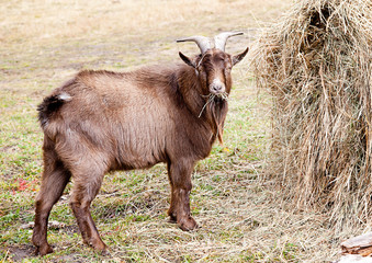 Goat eating hay in autumn