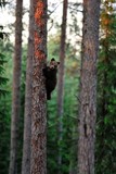 Brown bear cub on a tree