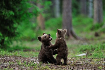 Naklejka premium Brown bear cubs playing in the forest