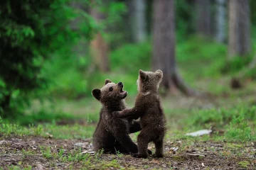 Keuken spatwand met foto Brown bear cubs playing in the forest © Erik Mandre