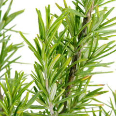 rosemary