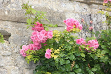 Fototapeta na wymiar De somptueuses roses à la campagne