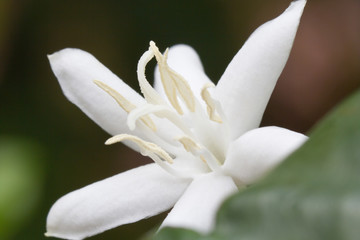 fleur blanche de caféier
