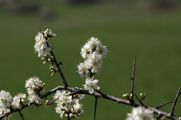 Prunelier ou épine noire (prunus spinosa)