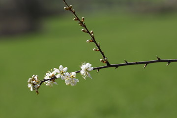 Prunelier ou épine noire (prunus spinosa)