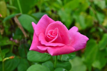 Blooming Magenta Rose at Center
