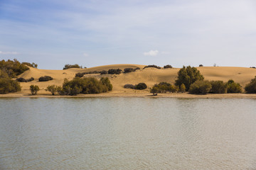 Oasis in Maspalomas Dunas