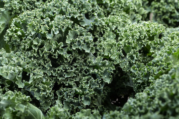 A healthy fresh curly kale