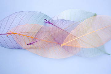 close up leaves texture