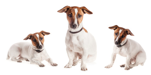 Jack Russell Terrier puppy isolated
