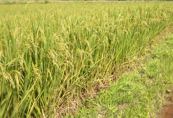Rice fields