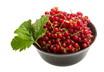 Red currant