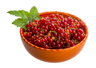 Red currant