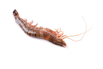 Close up of fresh shrimp.