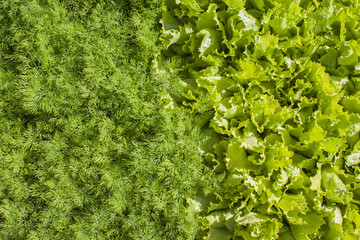 Fototapeta na wymiar Fresh green lettuce and dill.