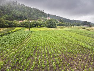 Campo en Poio. Galicia