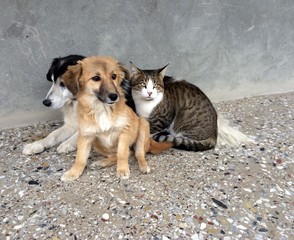 two dogs and one cat friends