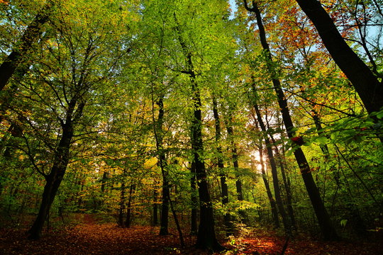 Beautiful forest with sunlights and path in autumn