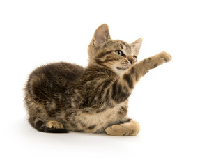 Tabby kitten on white