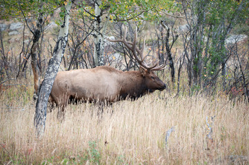 Obraz premium North American elk