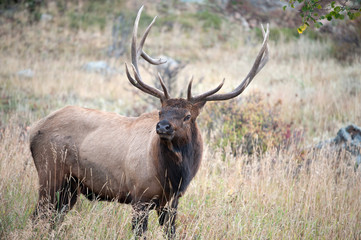 North American elk