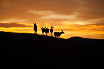 Fototapeta na wymiar Elk Silhouette