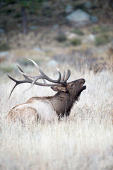 North American elk