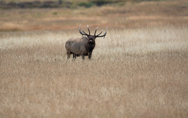 North American elk