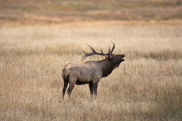 North American elk