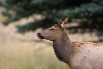 North American elk cow