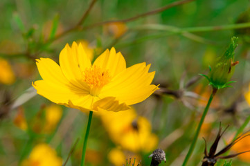 yellow flower