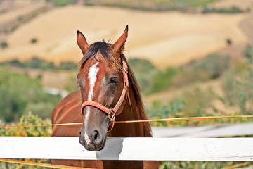 Cavallo ritratto