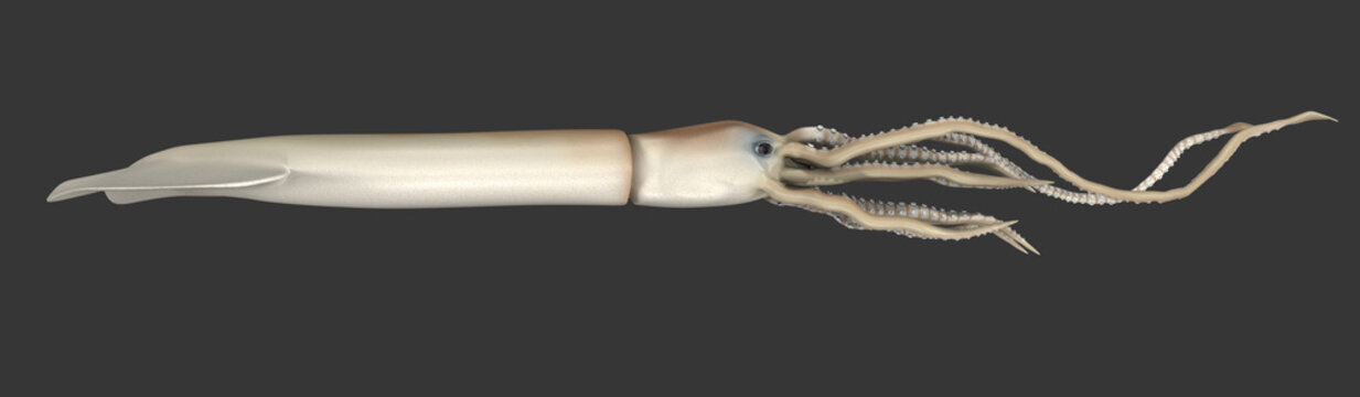 Giant squid (Architeuthis)