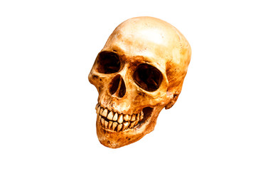 Still life with a skull human.