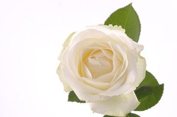 White rose flower over white