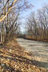 The road in the wood