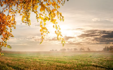 Fotobehang Morning in the autumn field © Givaga