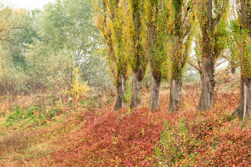 autumn forest after the rain