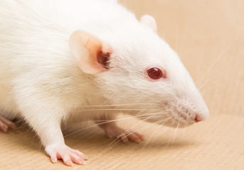 white rat red eyed , domestic pet