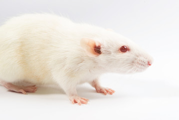 white laboratory with red eyes rat on white background