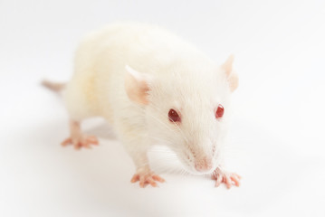 white red eyed laboratory rat on white background