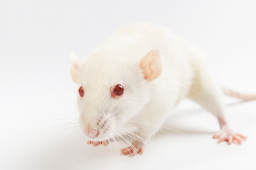 white laboratory red eyed rat on white background