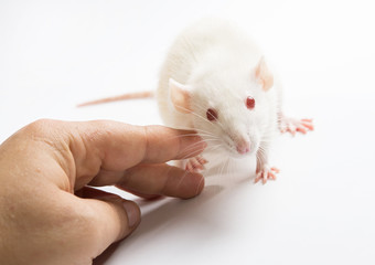 white laboratory red eyed rat hold a human hand on white background